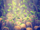 Obrazek Mikrobiota jelitowa - sekcja Być liderem w mikrobiocie